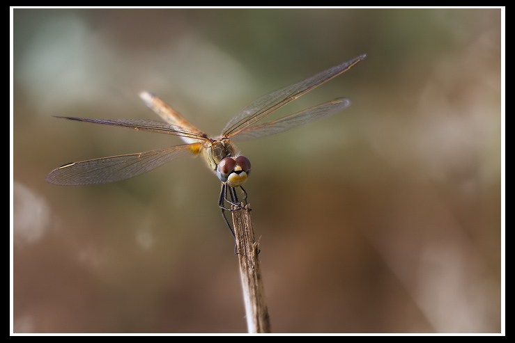 ..:L'IMPERATORE DEL COLORE:..