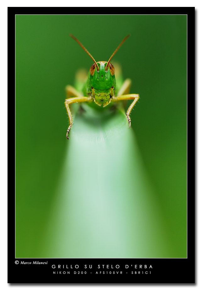Acridide su stelo d'erba
