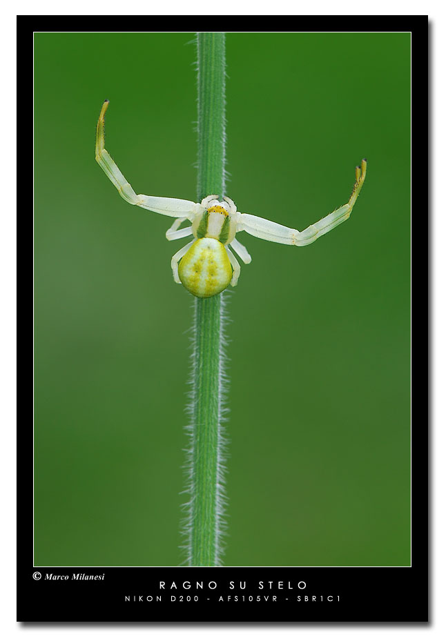 Ho catturato una mosca cos�!