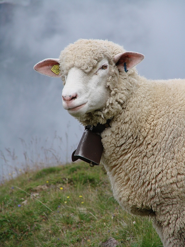 Ritratto con signora