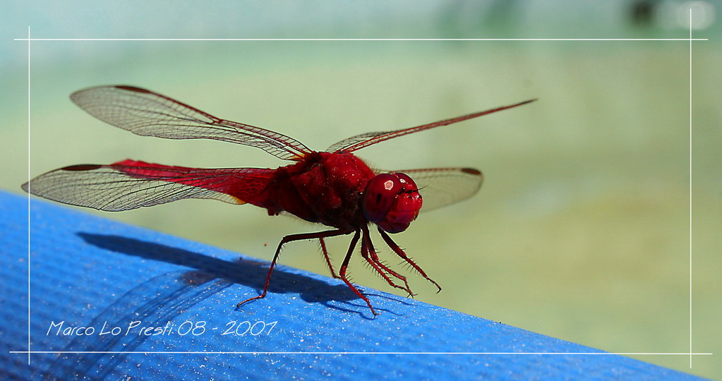 Red Dragonfly 01