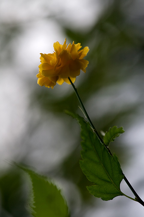 adagio in sol minore (omaggio ad Albinoni)