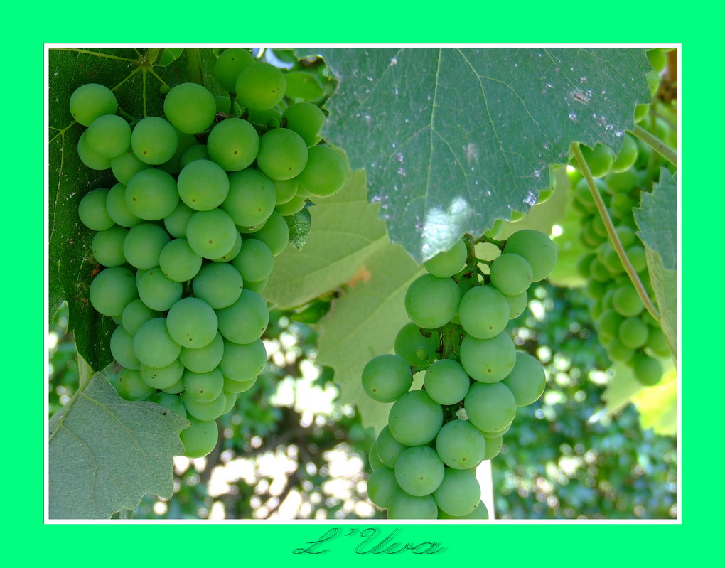 L'Uva acerba