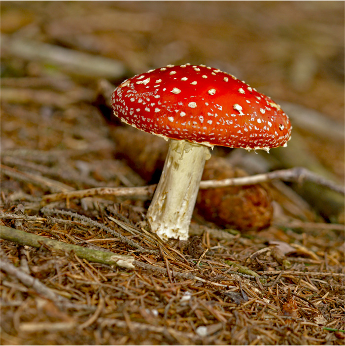 amanita muscaria