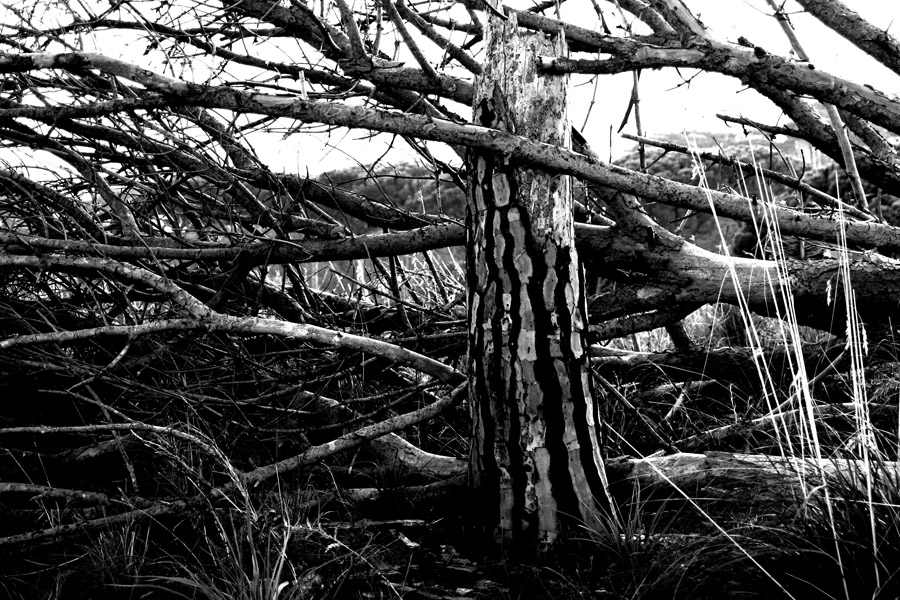 a proposito di alberi