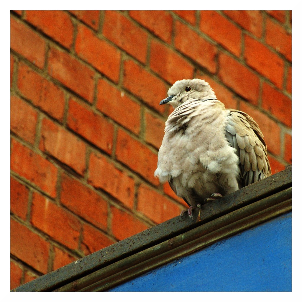 Tortorella arruffata alla stazione