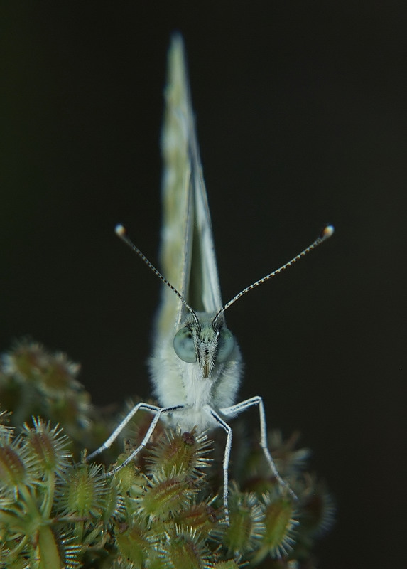 ritratto di farfalla