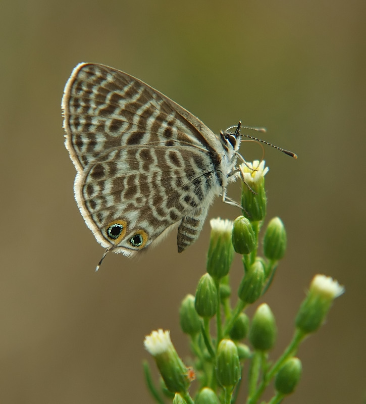 ritratto di farfalla-4