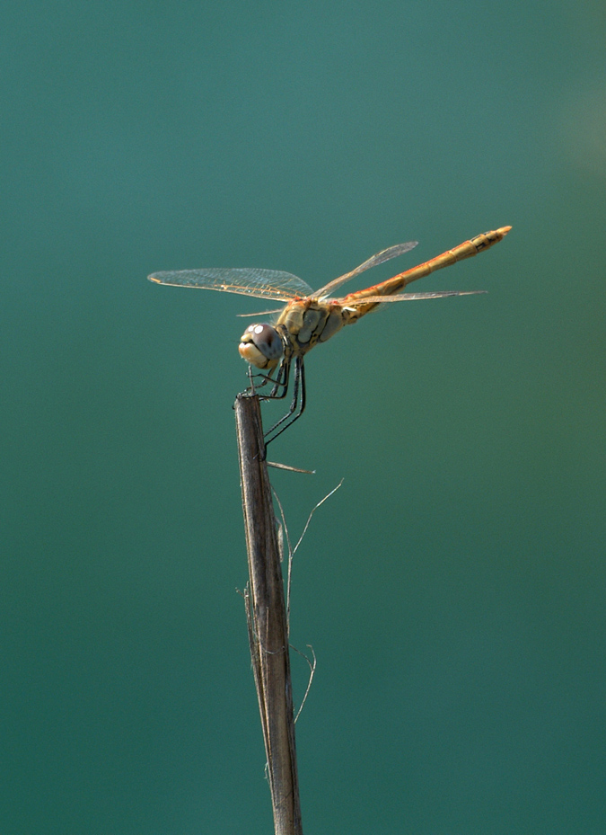 Libellula