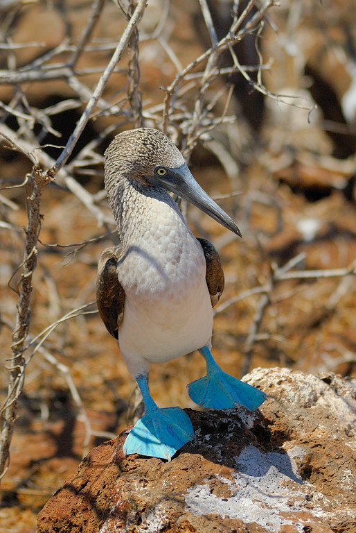 Reportage Ecuador & Galapagos 2007