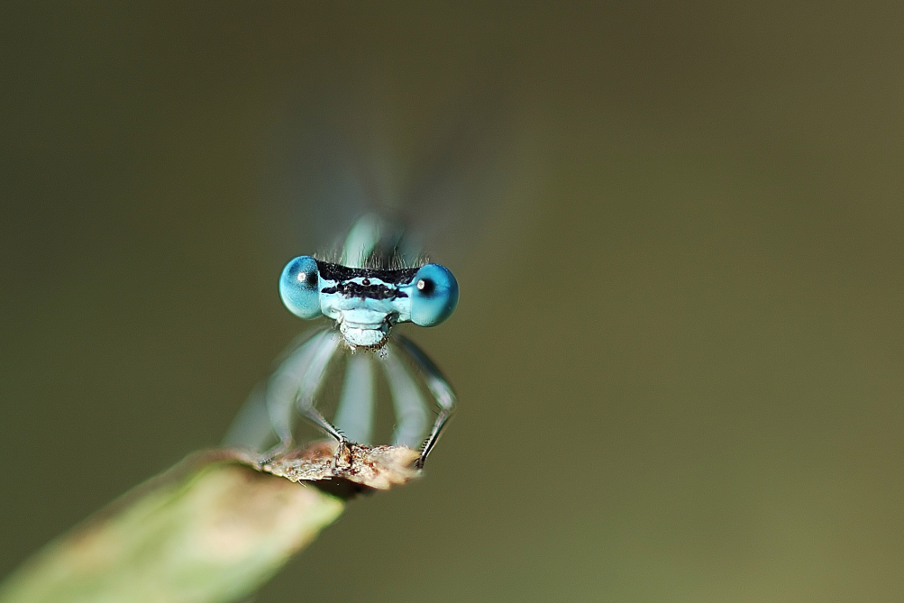 Occhi Celesti Sulla Foglia