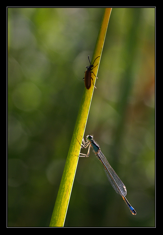 La bella e la bestia (controluce)