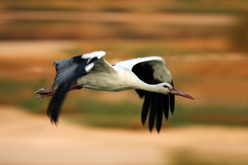 cicogna quasi panning