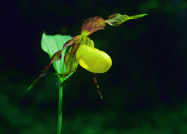 scarpetta della Madonna