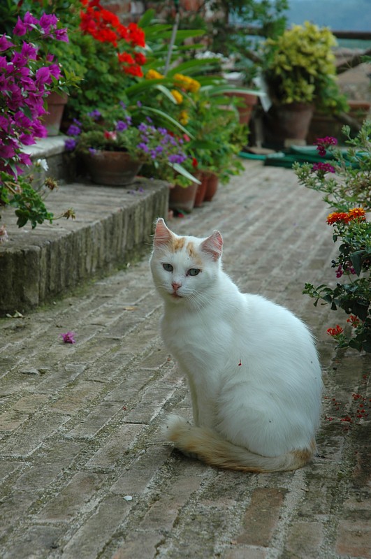 Guardiano della spada.
