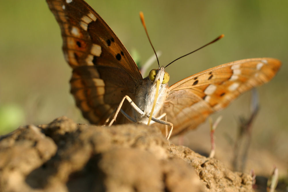 Il destriero volante