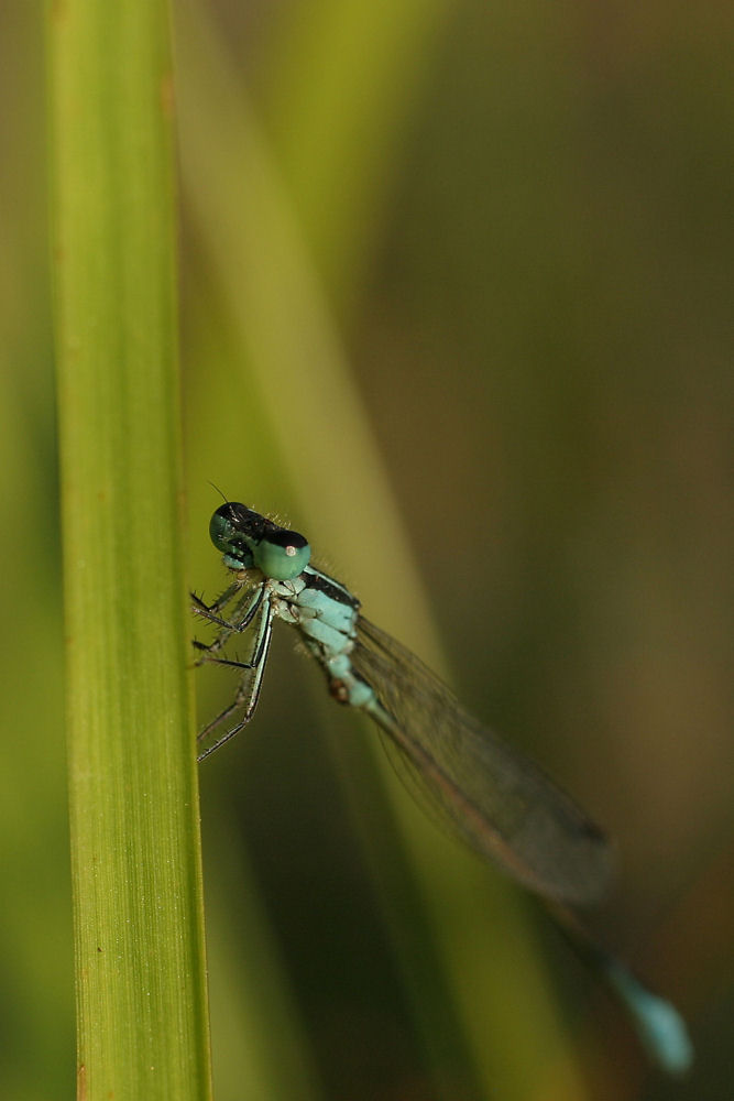 Libellula.... che ride!!