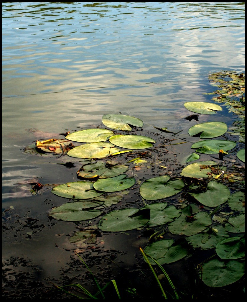Ninfee sul Garigliano: quasi un omaggio a Monet