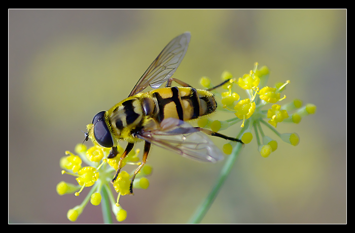 Dittero Myathropa Florea