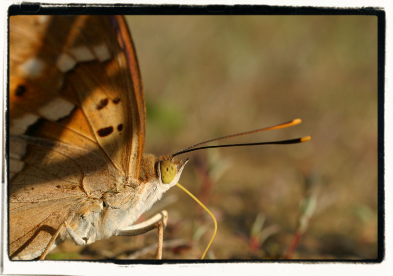 Ritratto di farfalla