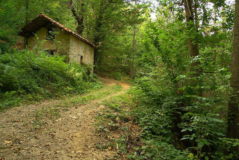 la casa nel bosco