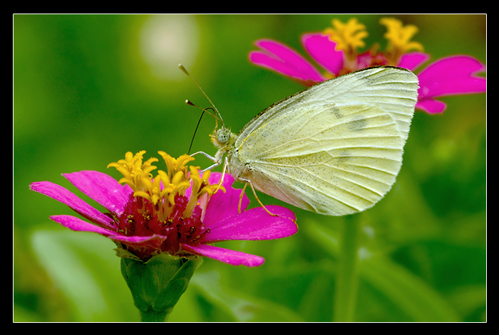 Pieris Brassicae