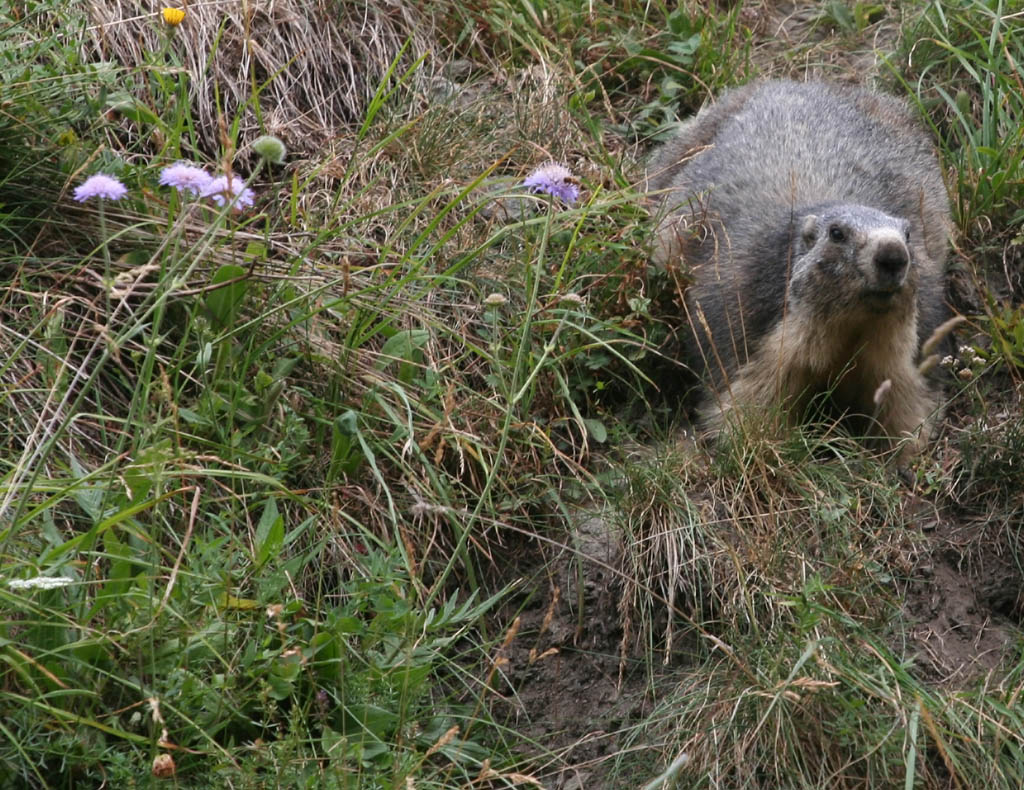 Marmotta attenta
