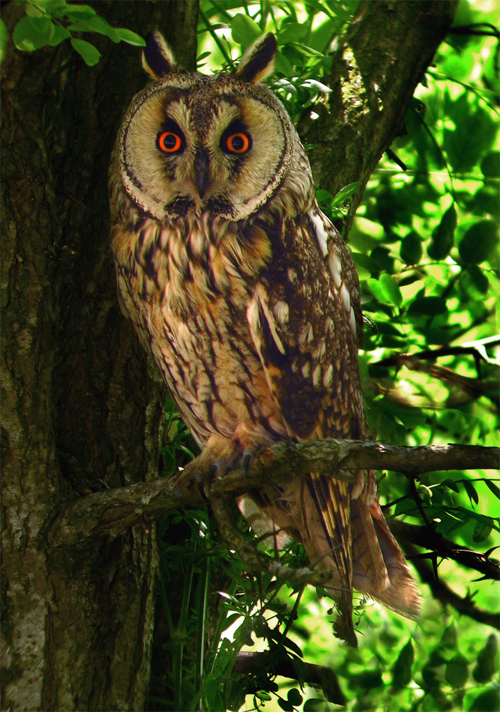 creature della notte 2