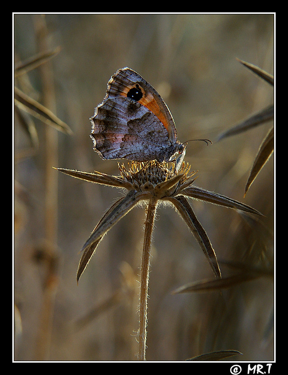controluce tra le spine