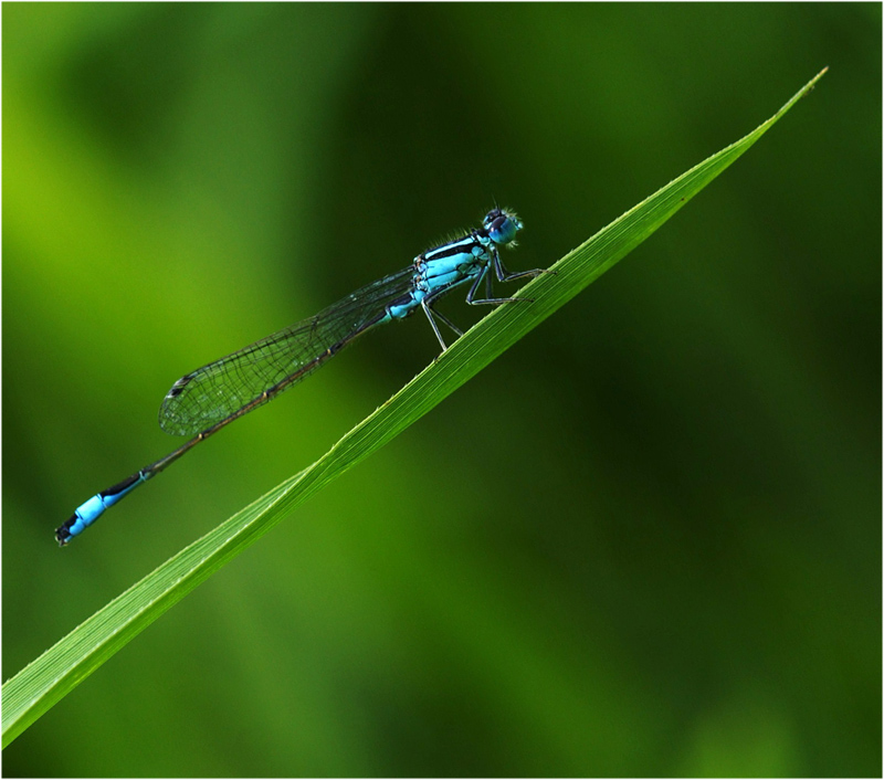 la salita della damigella