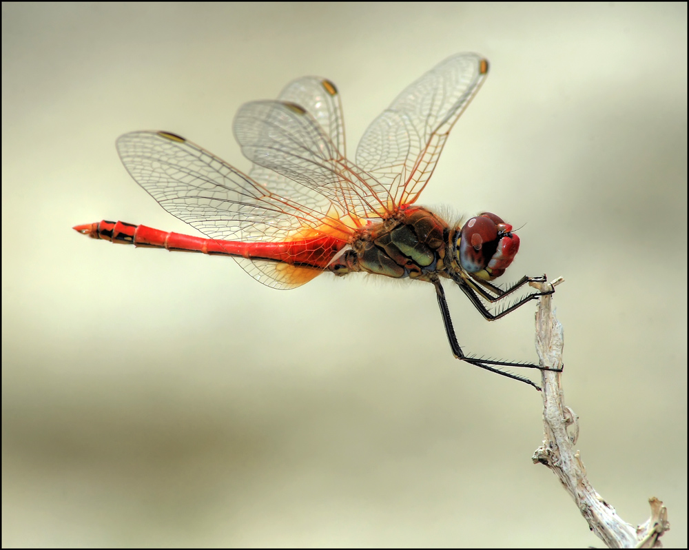 colored dragonfly