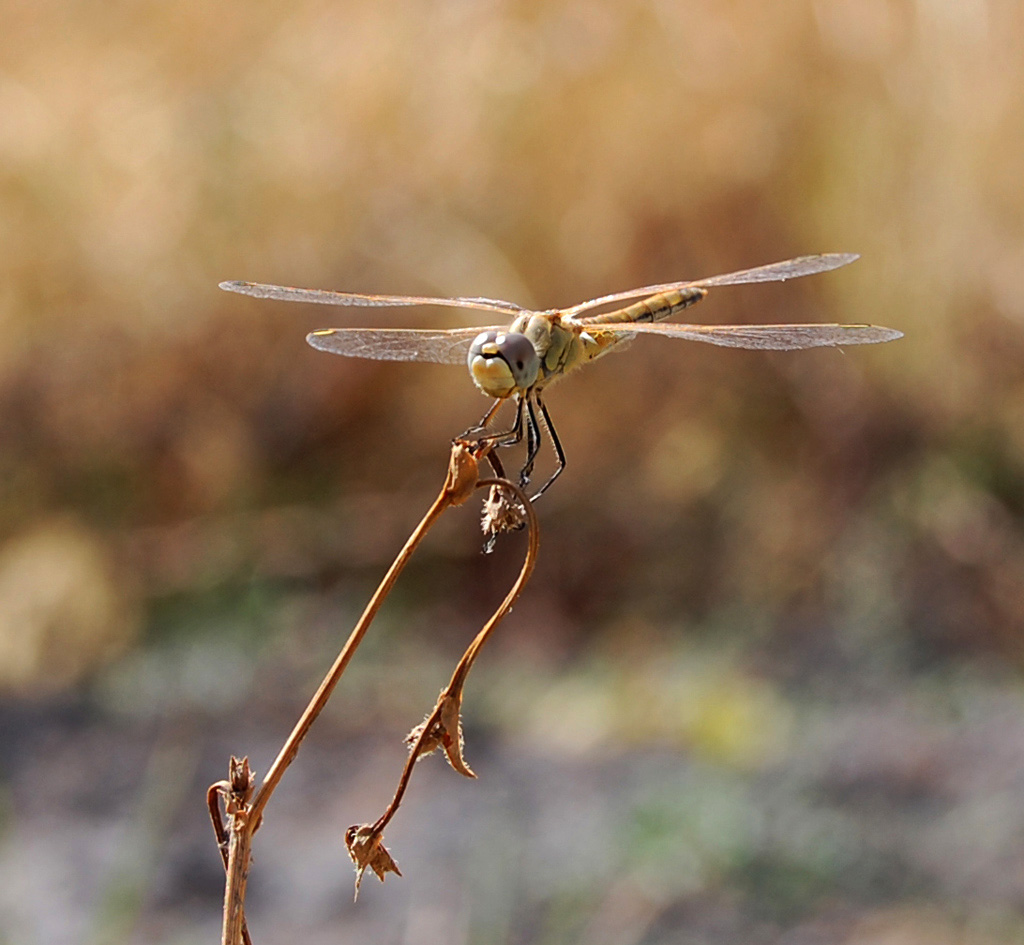 libellula