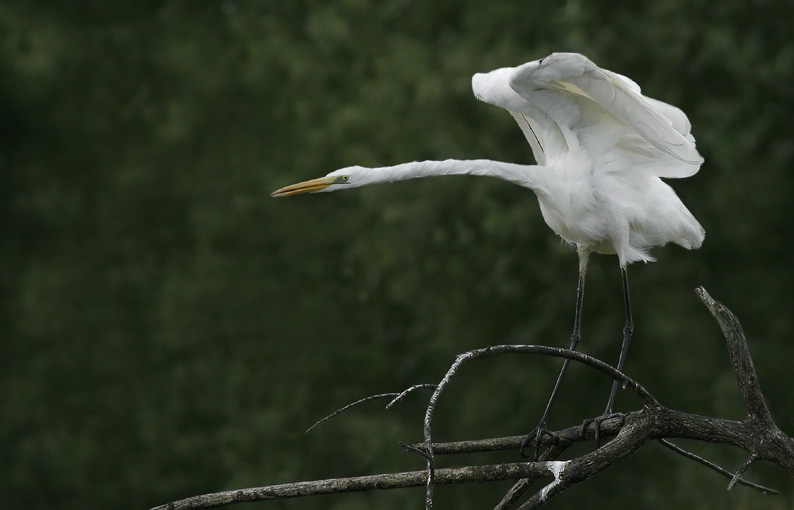 Renzo-Airone bianco maggiore