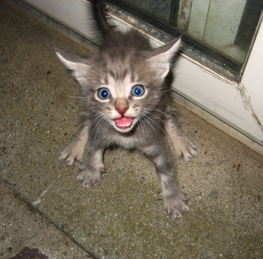 Guai a te se ti avvicini!!!