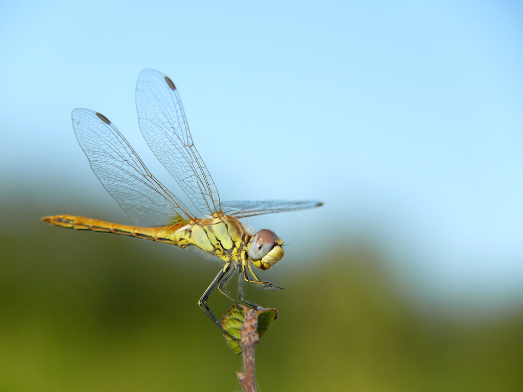 Libellula sfono azzurro-verde