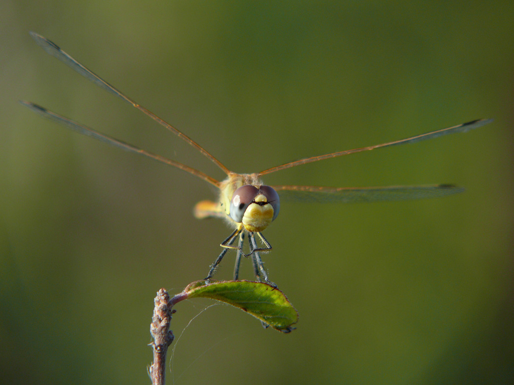 Libellula in posa