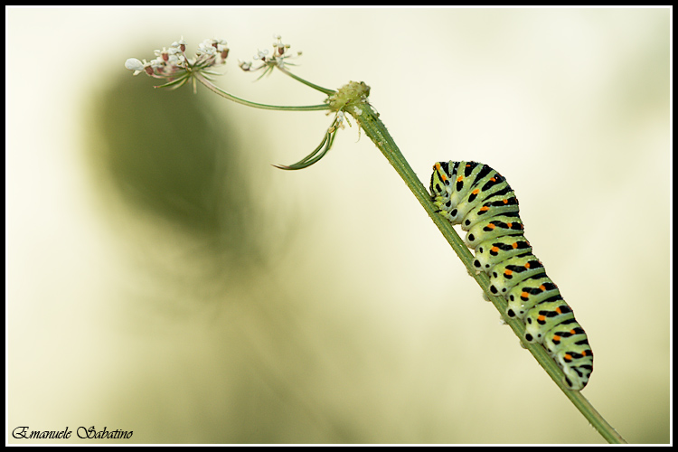 Un bruco in controluce