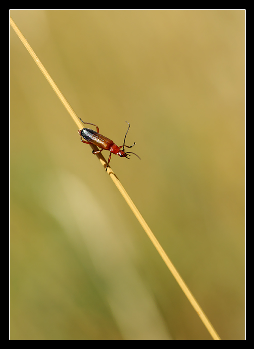 Coleottero Rhagonycha Fulva....che saluta