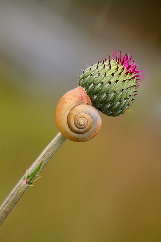 ssssttttt..... piano.... sto riposando....