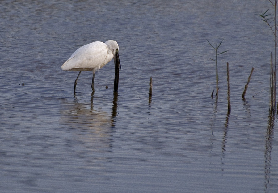 garzetta con biscione
