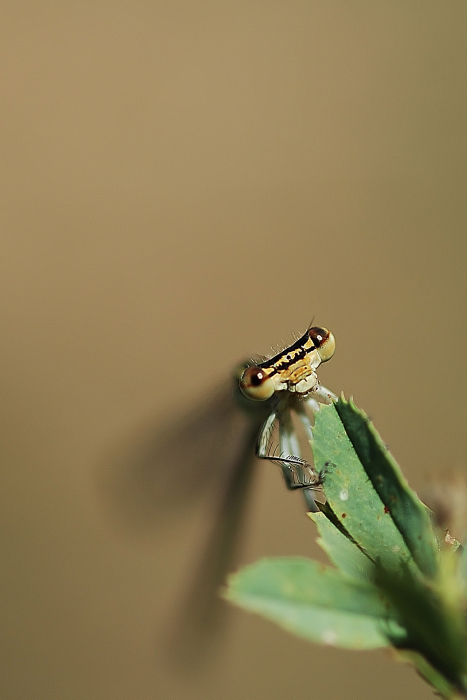 Aggrappata ad una Foglia