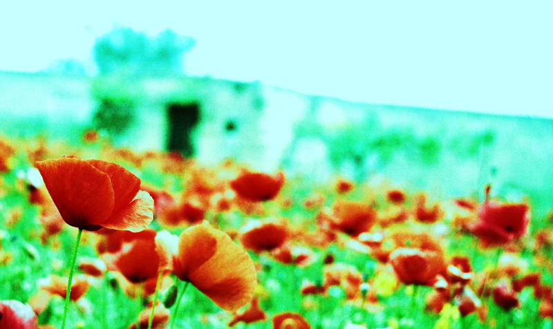 I miei papaveri preferiti!