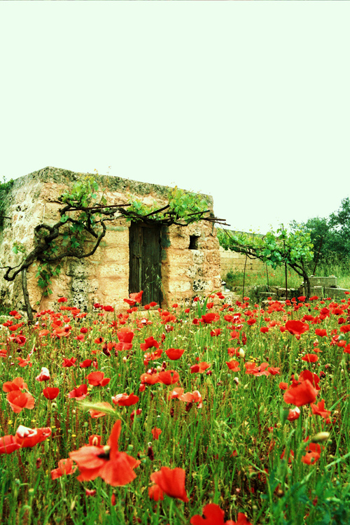 In front of pajara..