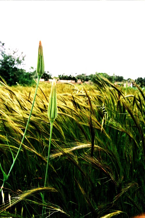 Aspetta! Fotografa anche me!