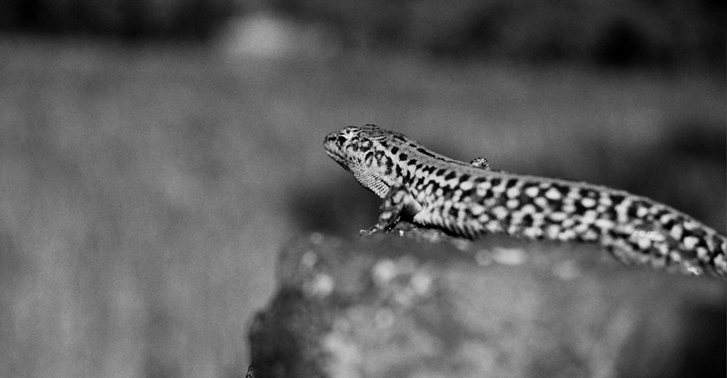 Lacerta Muralis