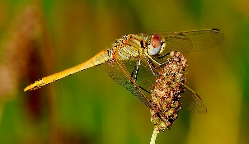 Dragon fly