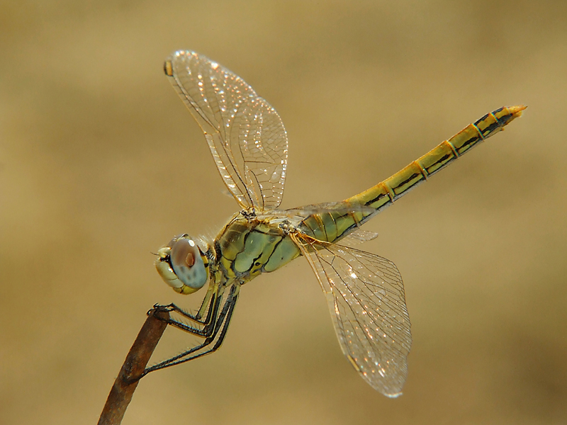 Libellula
