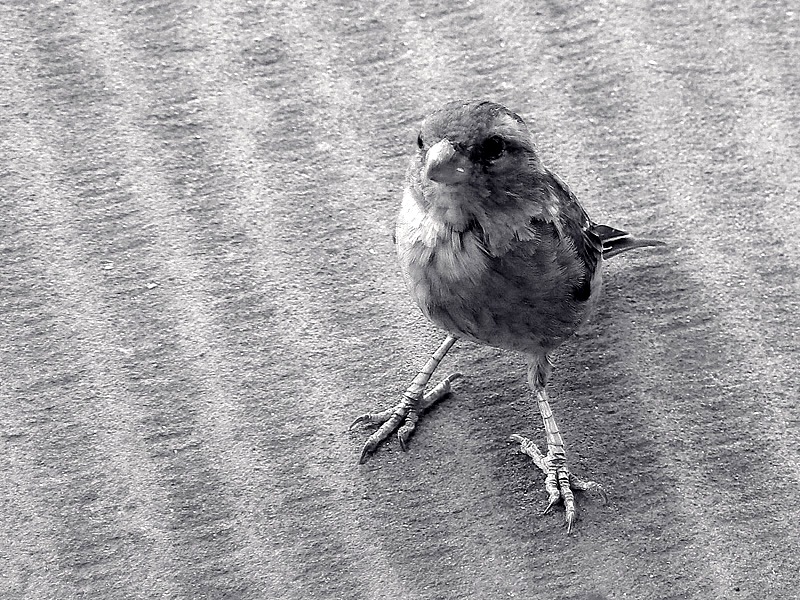 Passero solitario...