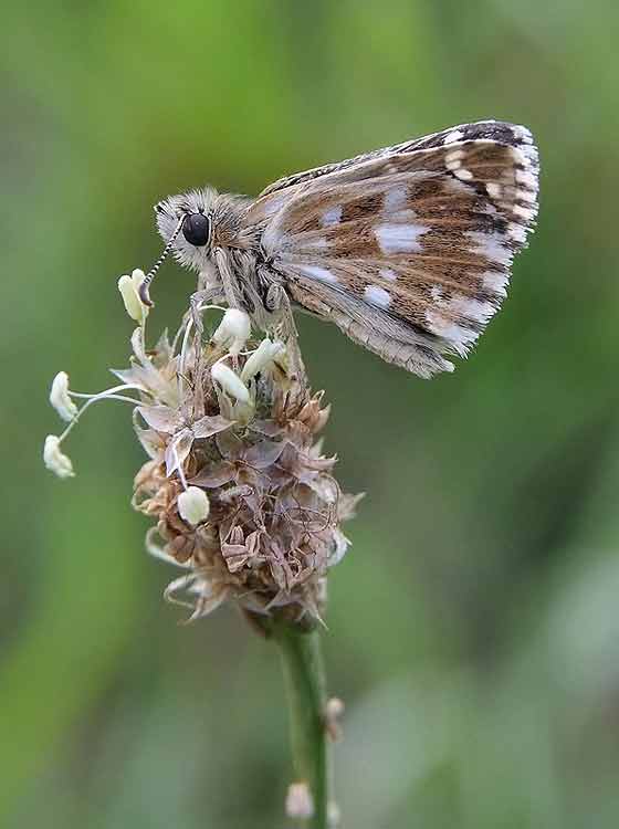 Hesperia Comma