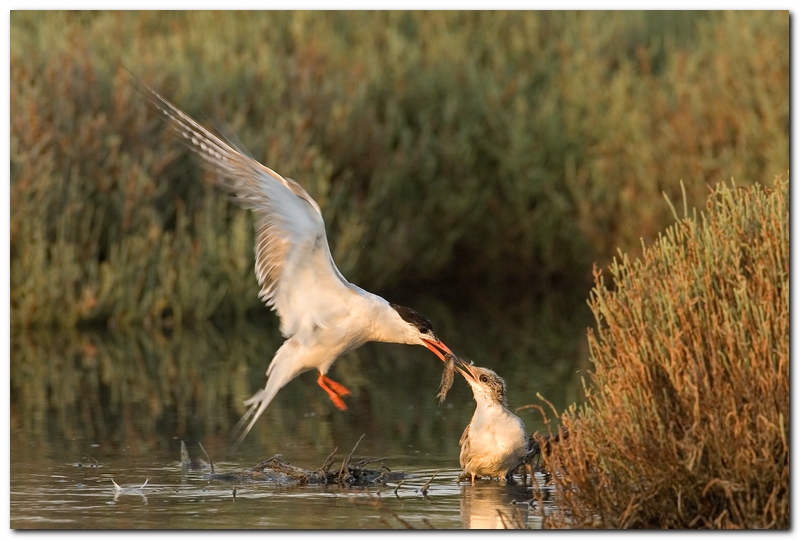 Sterna comune (ci sono ritornato)